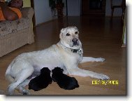 Veronka a jej� pot�r