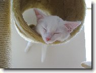 Spinkaj�c� and�lek