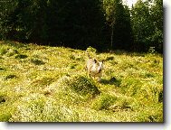 Na pol�t���ch