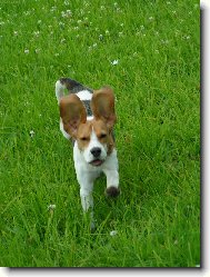 j� si l�t�m,l�t�m jako kr�l�k?