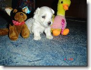 4 t�den� maltez��ek