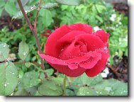 De��ov� r��e