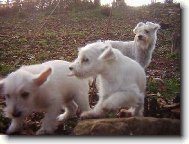 Na�e �t��ata