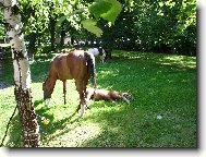 odpo��vaj�c� kon�