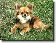 �ol�k odpo��v�