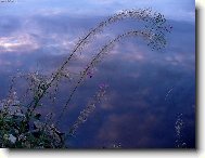 Pohled kyti�ky na oblohu