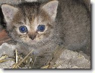 sem malink� micinka m�au