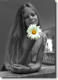 Kopretina pro z�meckou pan�