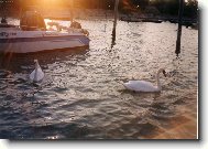 labut� a z�pad slunce...