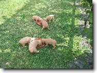 krmen� "div� zv��e"