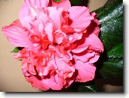 Ibi�ek ��nsk�