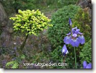 �arov�n�k smrku v�chodn�ho Picea orientalis "Tom thumb Gold"