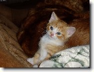 prvn� v�t�� obhl�dka