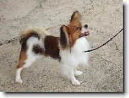 Bell�k na v�stav�