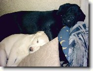 odpo�inek po ob�d�