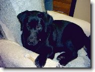 ta koste�ka je moje