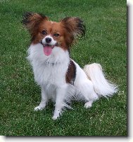 Anabell na zahrad�