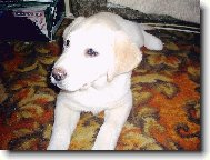 u� mi r��ov� �um��ek