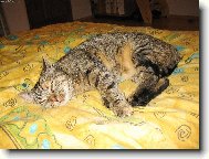 Znud�n� ko�i�ka