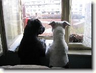 Ps� p�edpov�� po�as�