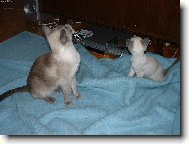 M�me nov� dom�c� kino!!!