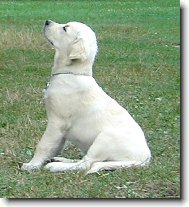 Bronwyn de Bismill�hi