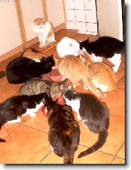 Krmen� drav� zv��e...