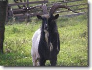 kozel z podhrad� To�n�ku