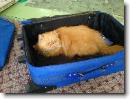 Vdy� jste ��kali, �e jedem........ nebo ne???