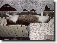 "To topen�,ale h�eje".