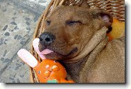 Kr�sn� us�n�n�