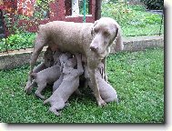 Astera a �t�nata