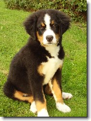 Fo�te �ek�m! :)