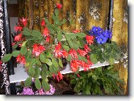 j� z toho snad vykvetu...