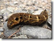 Matka p��roda se vy��dila