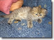 M�j nov� mazl�k