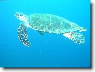 32m pod hladinou a �elva