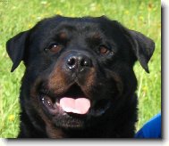 Ch.CLIF �ern� Sagittarius