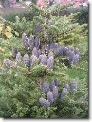 �pan�lsk� jedle