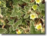 beru�ka na divok� okurce