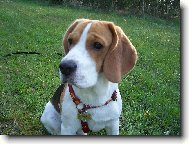 n� mazel Benjam�nek