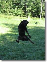 .. d�kaz, �e i psi um�j� l�tat....