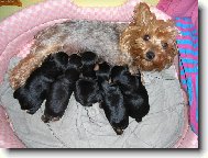 Peggynka py�n� m�ma !!