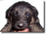 �t�n� na�eho obran��e ;o)