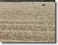 Br�zdy v p�sku zp�soben� odivem