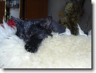 Odpoledn� rozj�m�n�