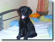 M�j hafan Nico (Flat coated retriever)