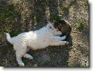 j� a m�j kamar�d kocour