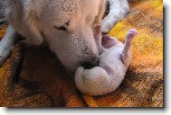 pom�c m�ma m� myje