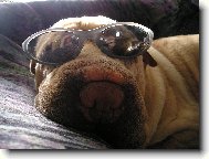 J� jsem agent �arpej